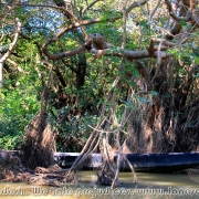 Ratargul Swamp Forest_27